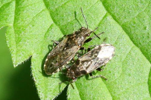 Réf. 291 168 : Heterogaster urticae